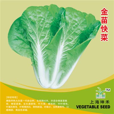 金苗快菜