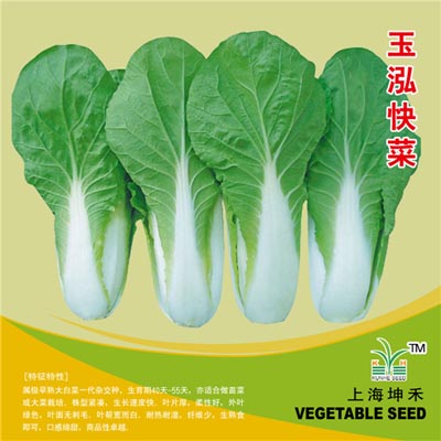 正背玉泓快菜