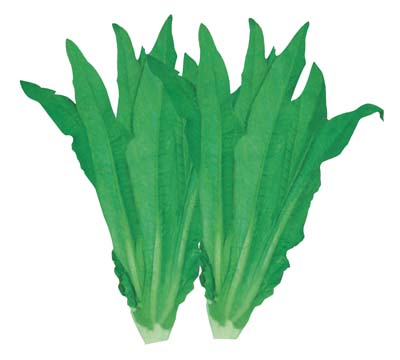 精选抗病无斑001香油麦