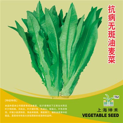 抗病无斑001香油麦