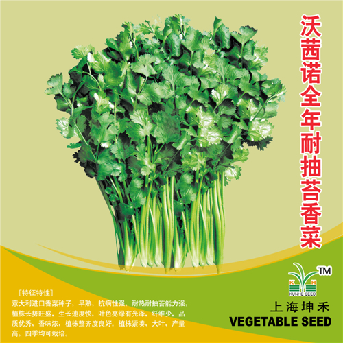 沃茜诺全年耐抽苔香菜