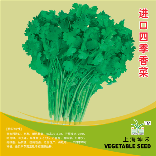 进口四季香菜