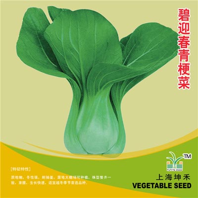 碧迎春青梗菜