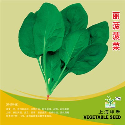 丽菠菠菜