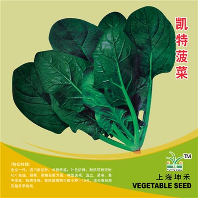 凯特菠菜