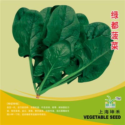 绿都菠菜