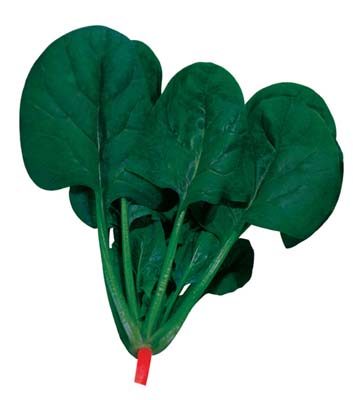 蒂斯特1号菠菜图