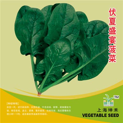 宏达菠菜