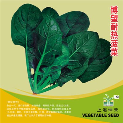 博望耐热菠菜