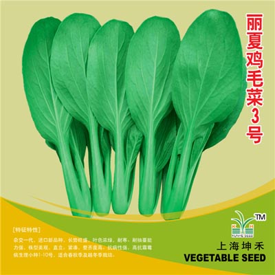 丽夏鸡毛菜3号