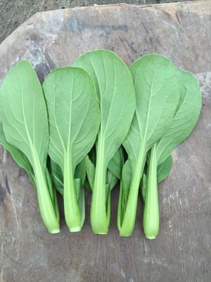 坤和耐热鸡毛菜