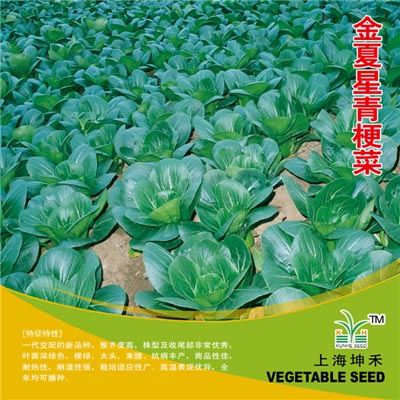 金夏星青梗菜