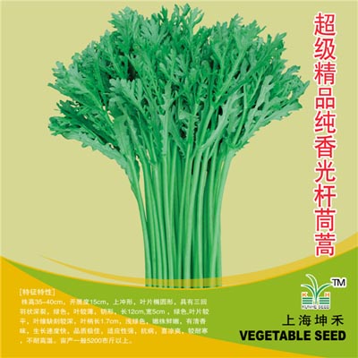 超级精品纯香光杆茼蒿
