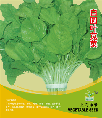 白圆叶苋菜
